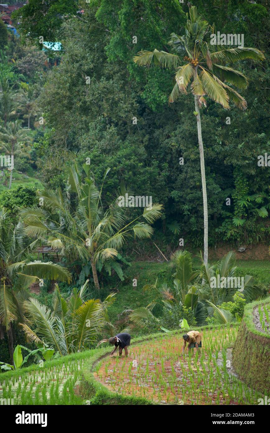 Tabanan Rise Field Balinese terraced rice fields at Tabanan, Bali, indonesia. Working in ...
