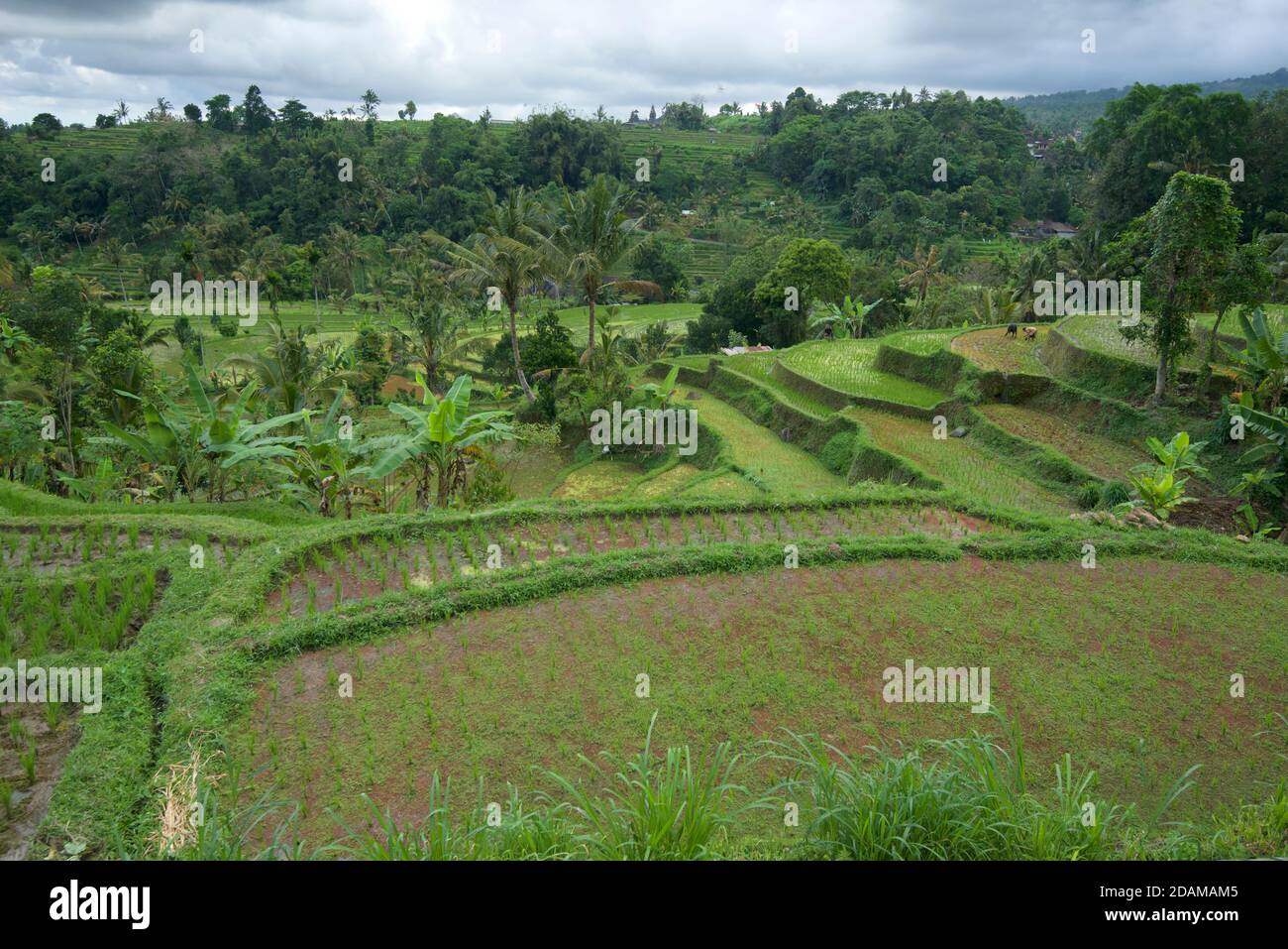 Balinese terraced rice fields at Tabanan, Bali, indonesia Stock Photo