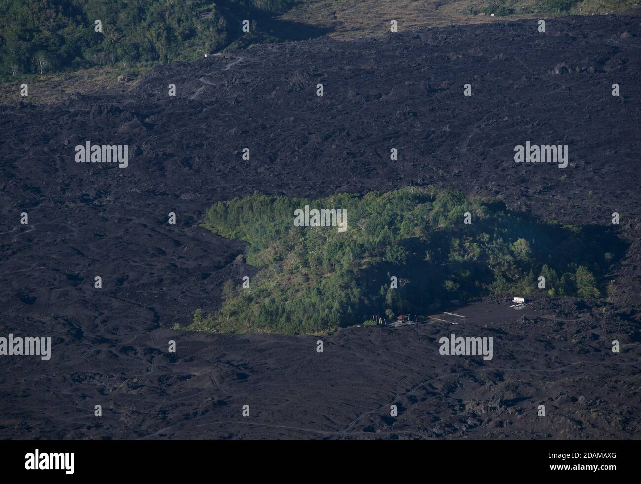 Parcel of green. A pocket of vegetation in the middle of a lava field. Volcanism in Bali, Indonesia. Mount Batur Stock Photo