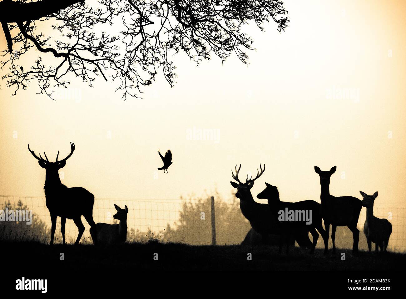 Red Deer and Crow in Knebworth Stock Photo