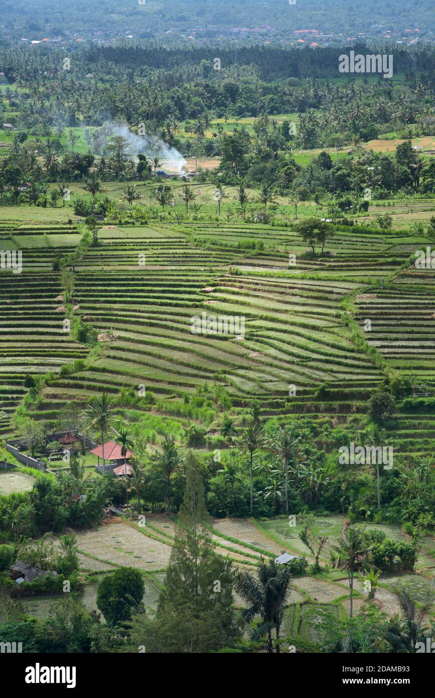 Rice terraces in Karangasem Regency, near Tenganan, Bali, Indonesia