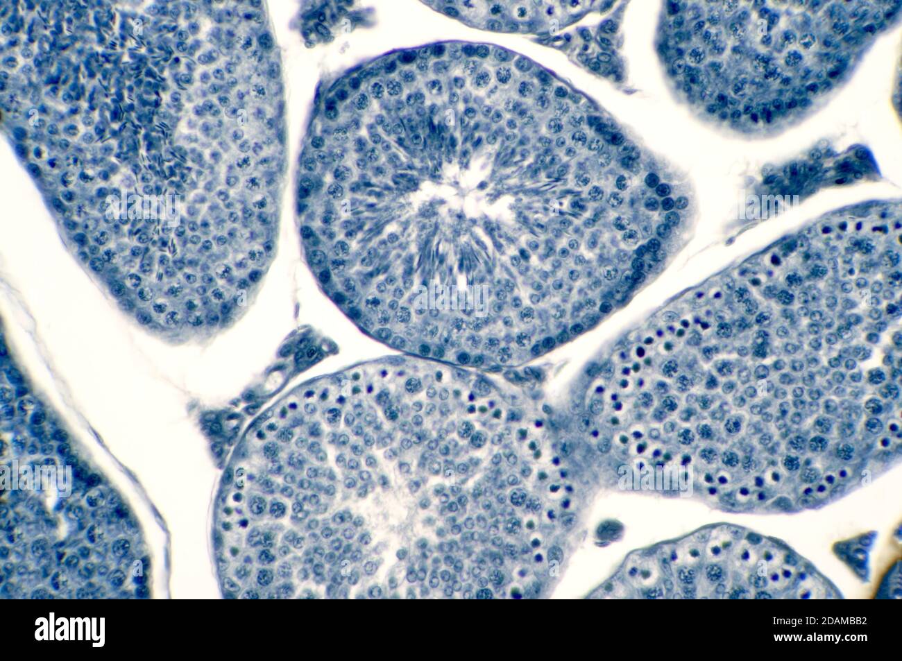 Human testis, light micrograph. Seen here are spermatogonia, spermatocytes undergoing meiosis, spermatids, and spermatozoa. Stock Photo