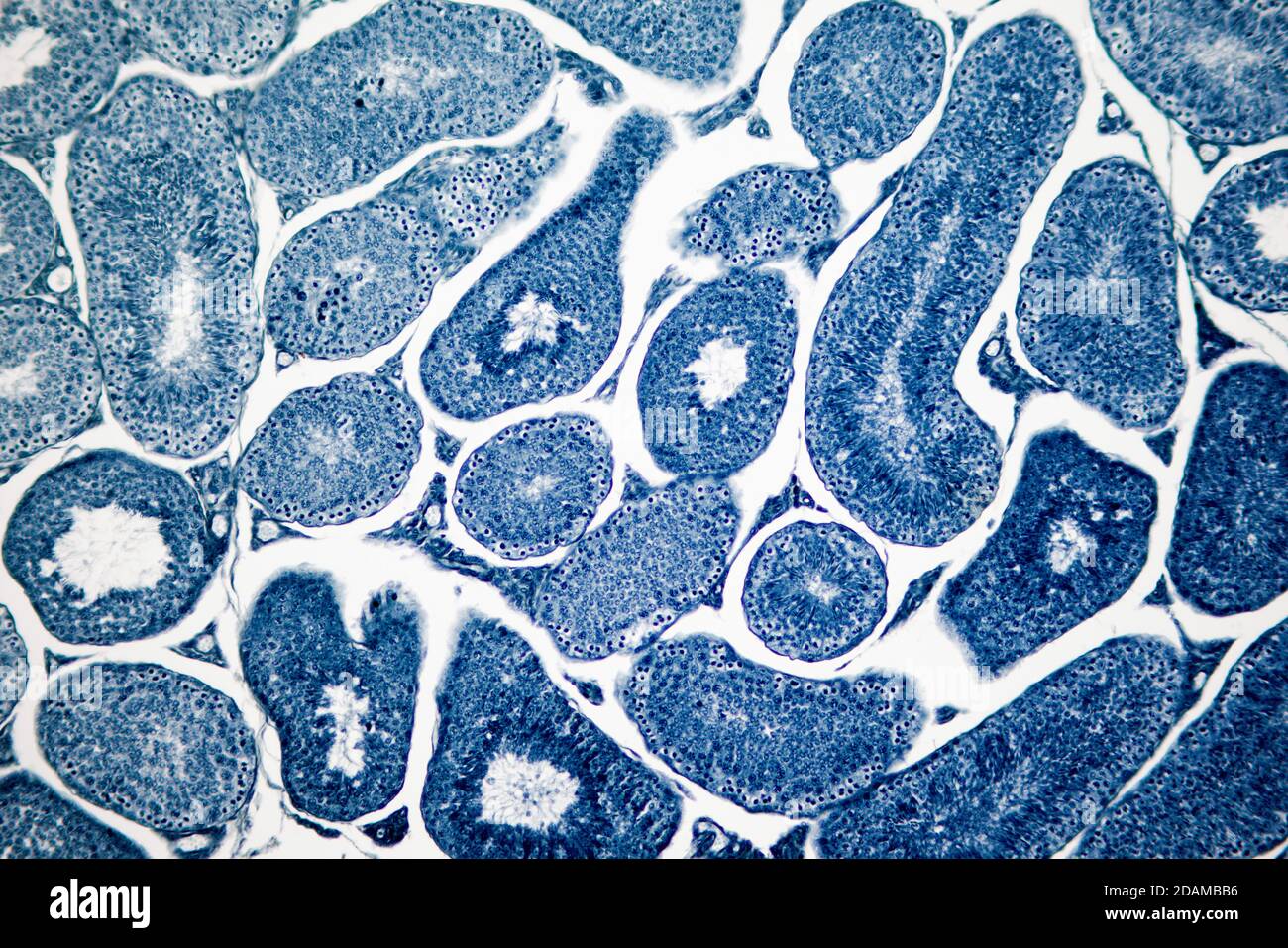 Human testis, light micrograph. Seen here are spermatogonia, spermatocytes undergoing meiosis, spermatids, and spermatozoa. Stock Photo