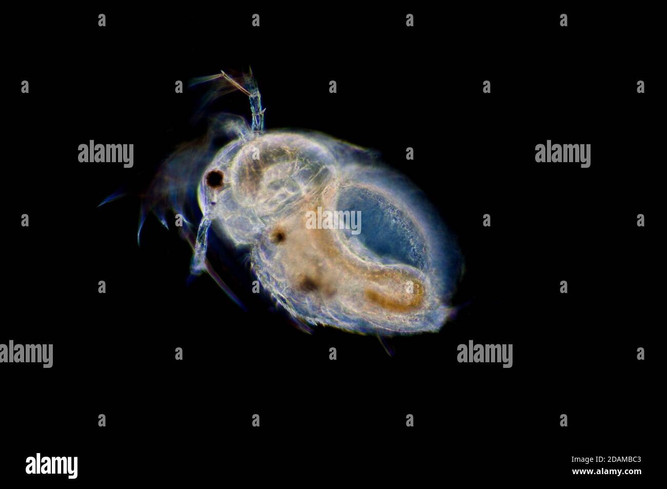 Water flea (Moina macrocopa), light micrograph. Stock Photo