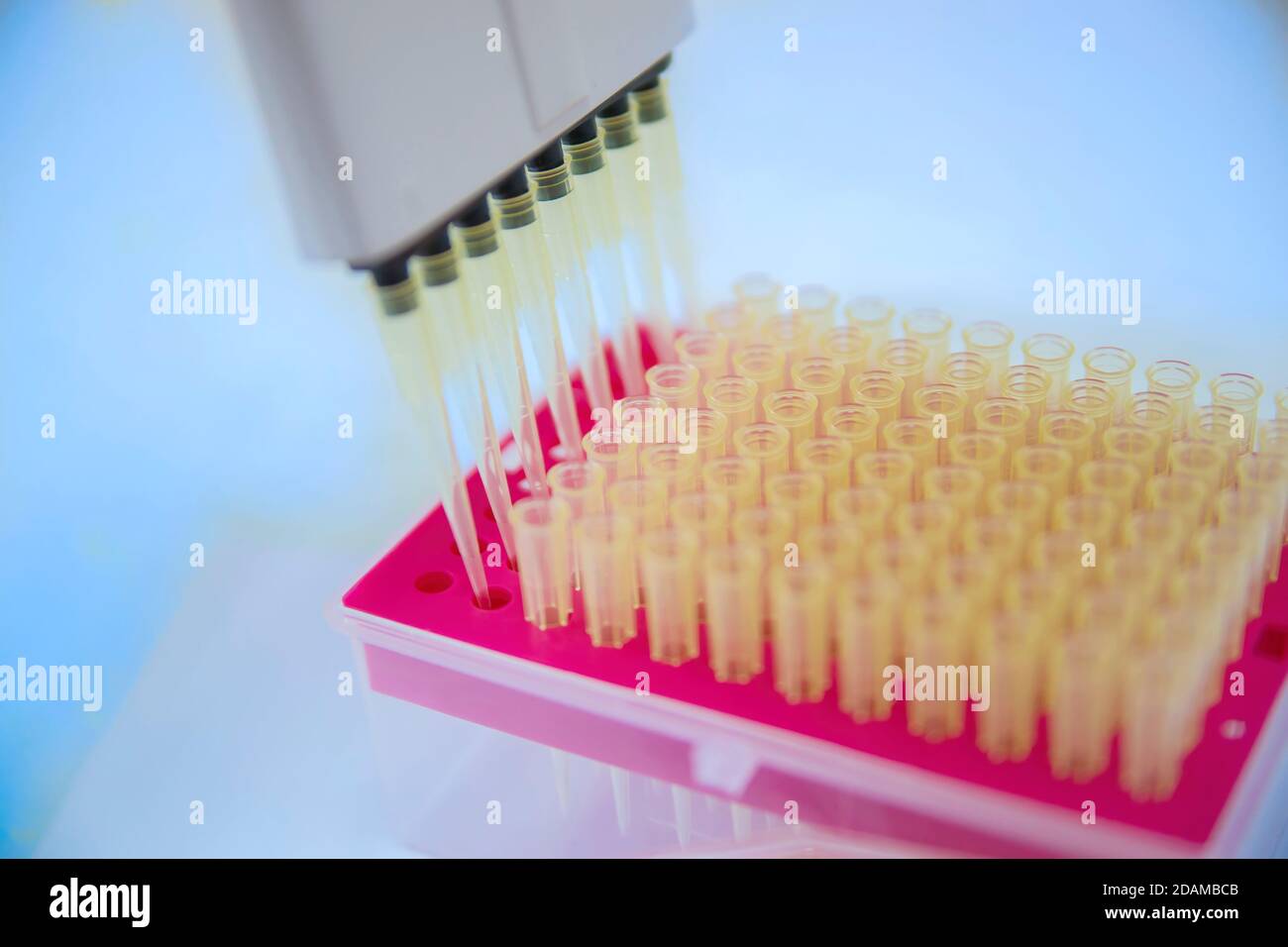 96 well plate multichannel pipette hires stock photography and images