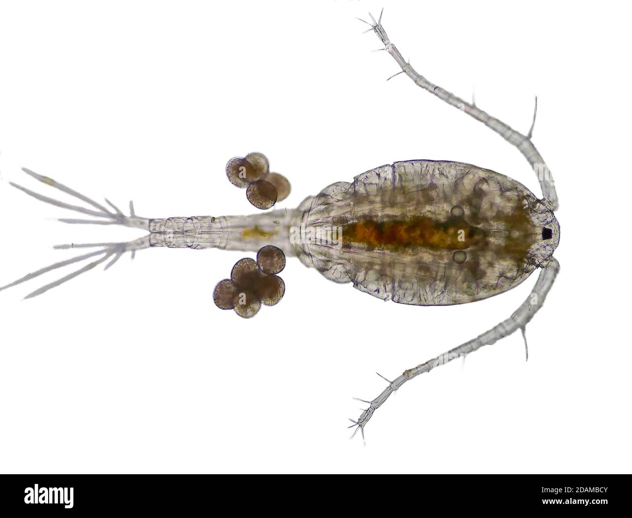 Copepod, light micrograph. Copepods are a group of small crustaceans found in marine and freshwater habitats. Stock Photo