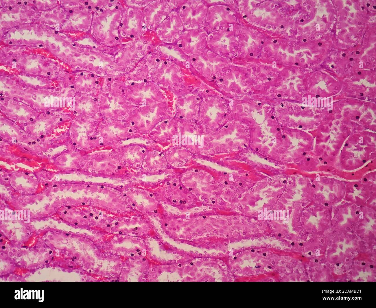 Human kidney tissue, light micrograph. Kidney function is vital for