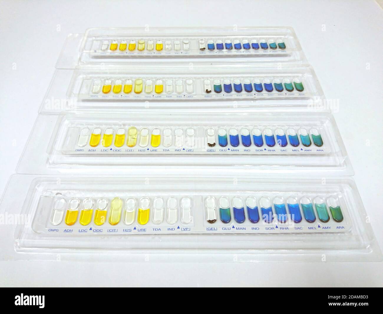 Bacteria identification test kits for the identification of Gram positive and Gram negative bacteria and yeast. Stock Photo