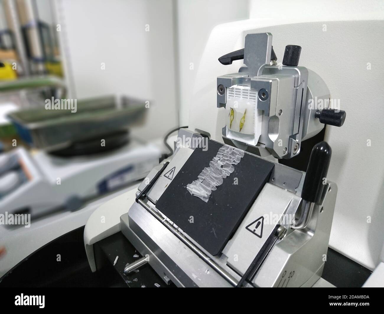 Cut tissue section on a rotary microtome. Stock Photo