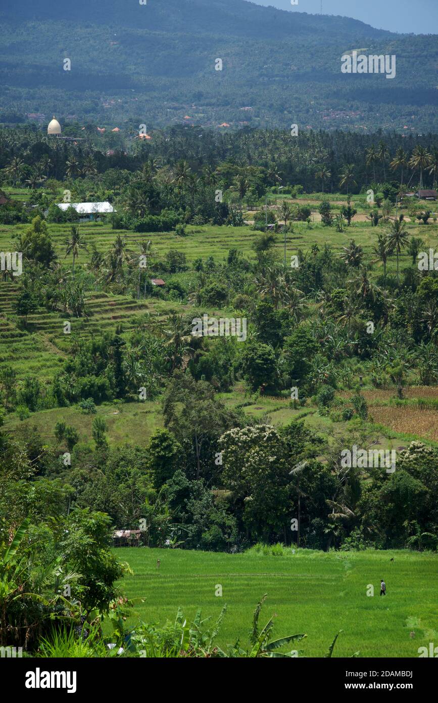 Rice terraces in Karangasem Regency, near Tenganan, Bali, Indonesia