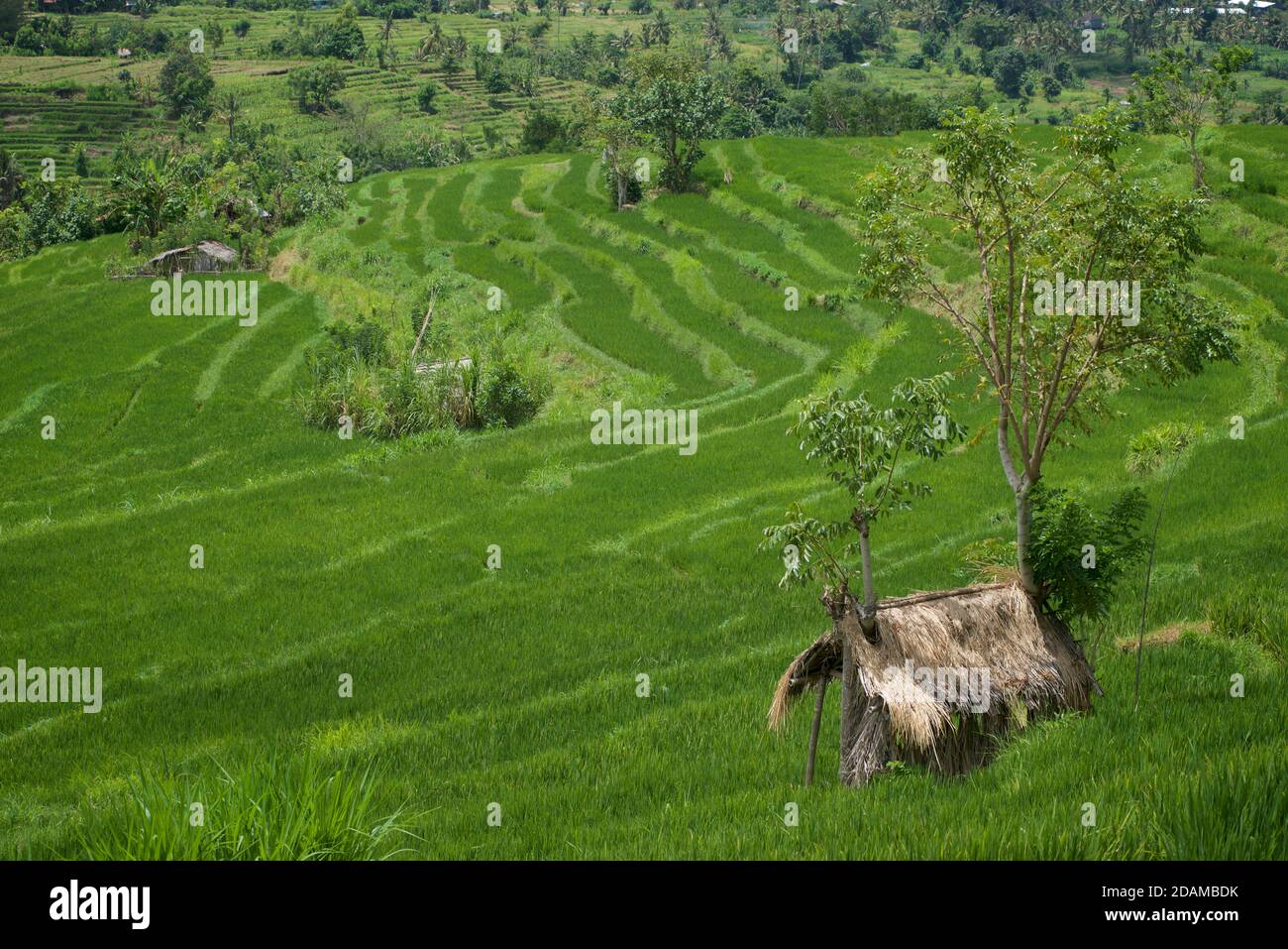 Rice terraces in Karangasem Regency, near Tenganan, Bali, Indonesia