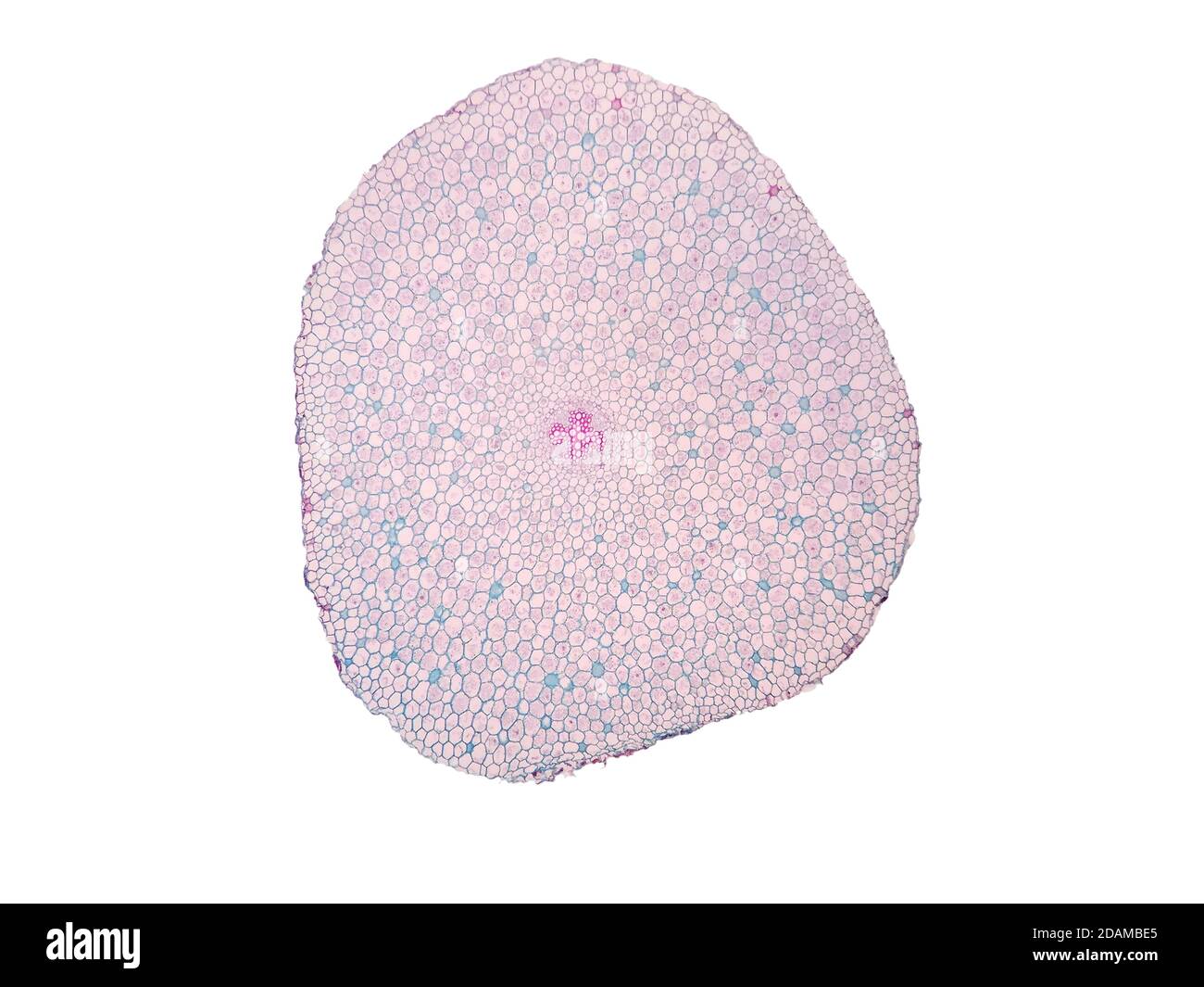 Plant root, light micrograph. Stock Photo