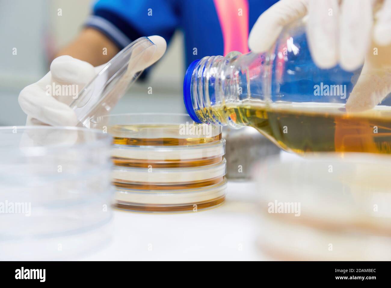 Pour plate method of plating a microbiology culture. Stock Photo