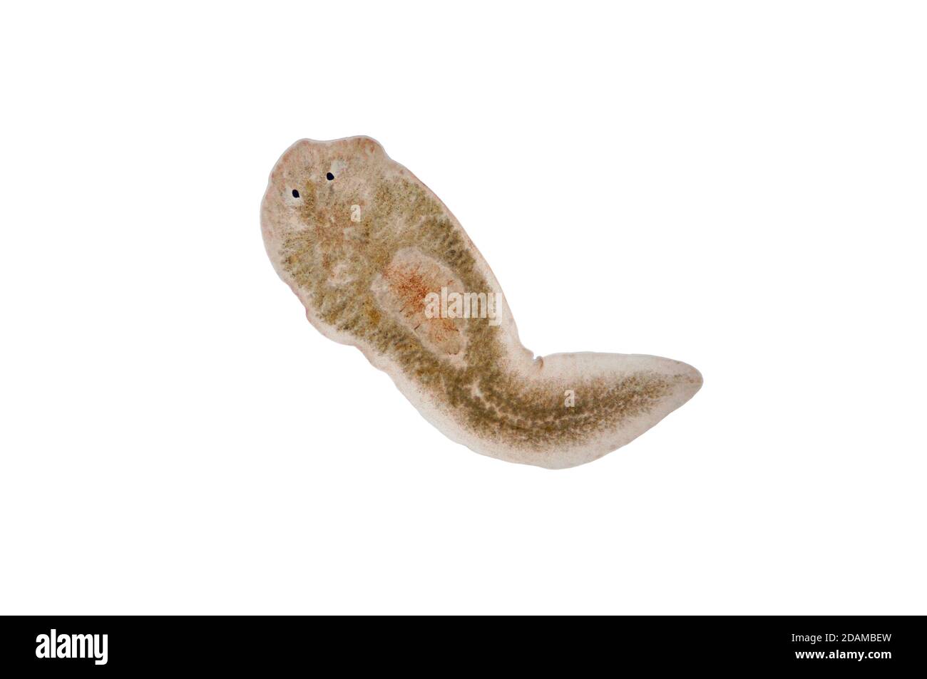 Planaria flatworm, light micrograph. Stock Photo