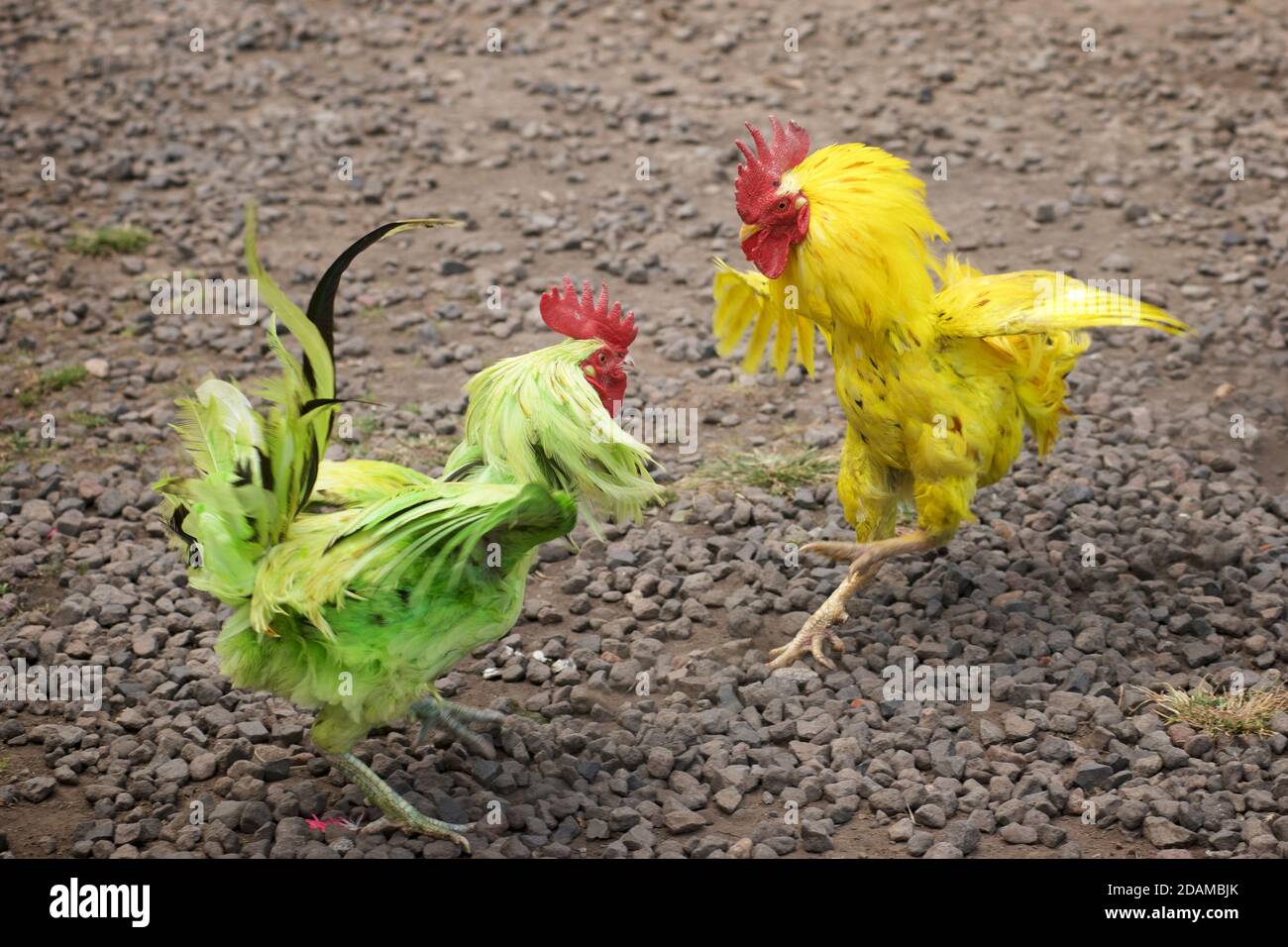 2 coloured cockerels. Mock cockfighting. Tenganan Pegringsinga, Bali, Indonesia Stock Photo