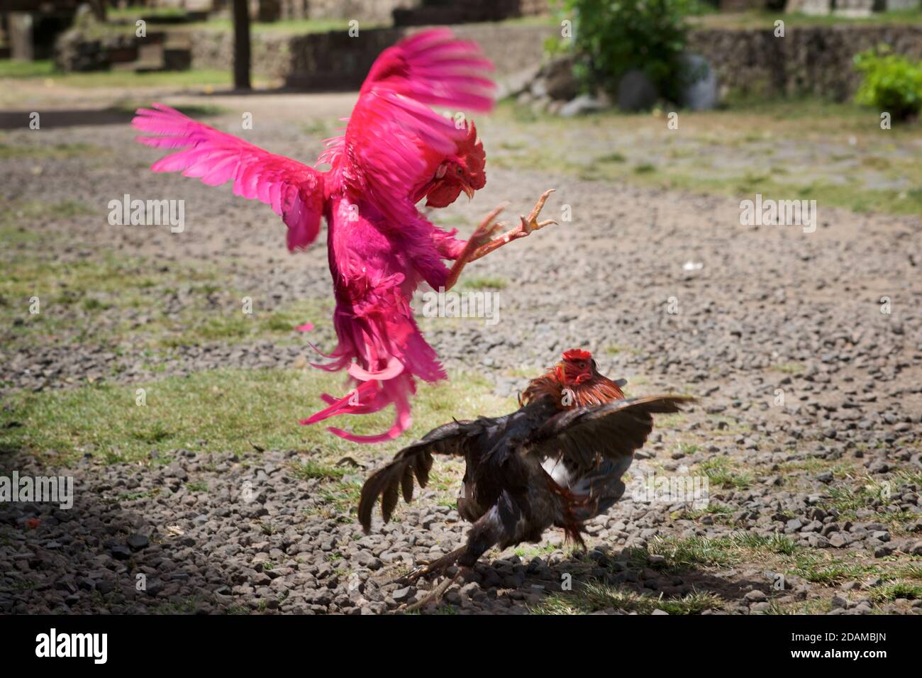 Pink cockerel fighting a black one. Mock cockfighting. Tenganan Pegringsinga, Bali, Indonesia Stock Photo