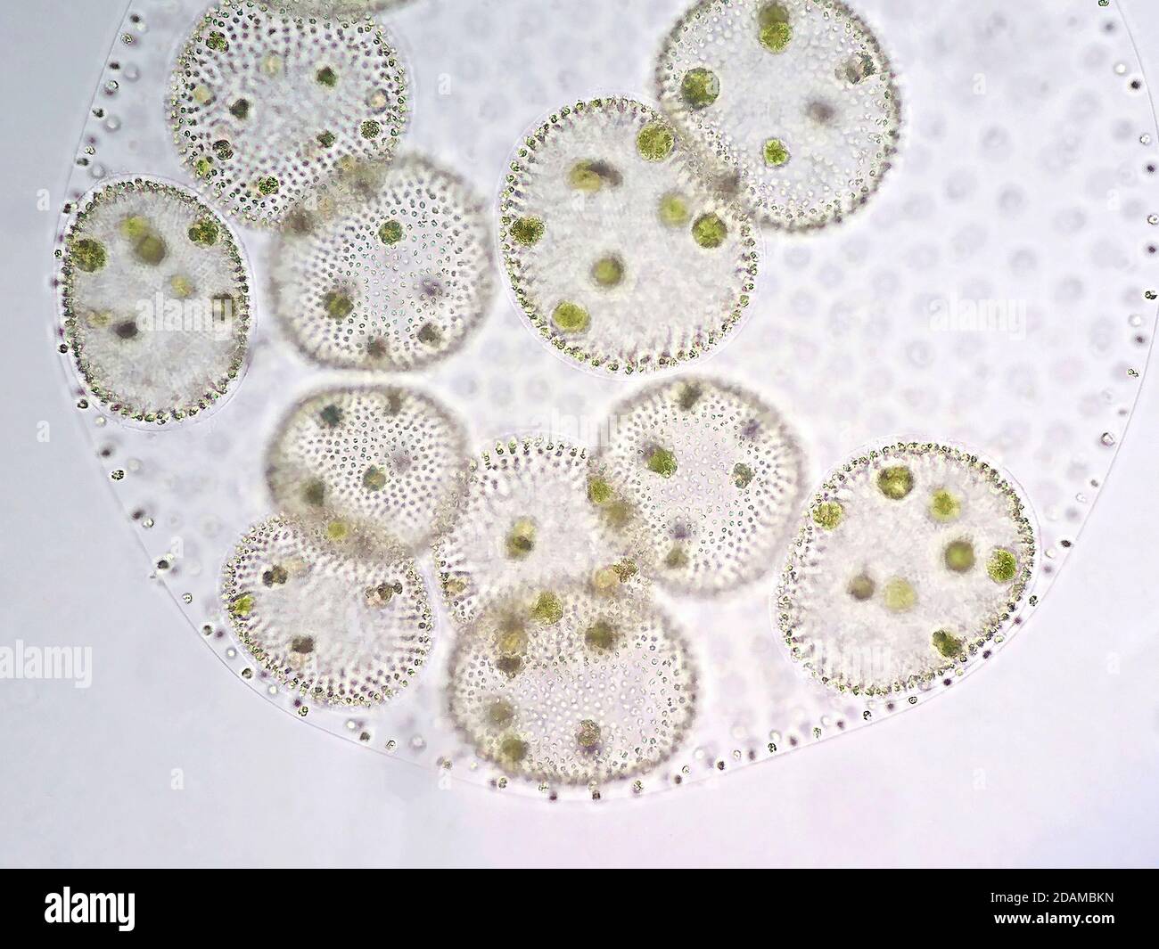 Volvox green algae, light micrograph. Volvox is a polyphyletic genus of chlorophyte green algae, or phytoplankton. They live in a variety of freshwate Stock Photo