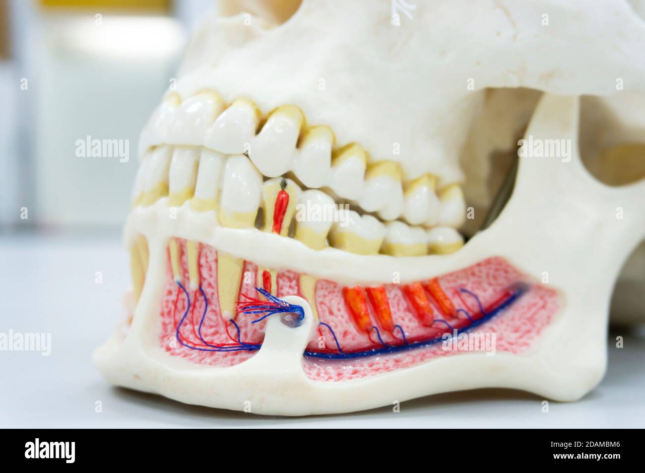 Human jaw anatomy model. Stock Photo