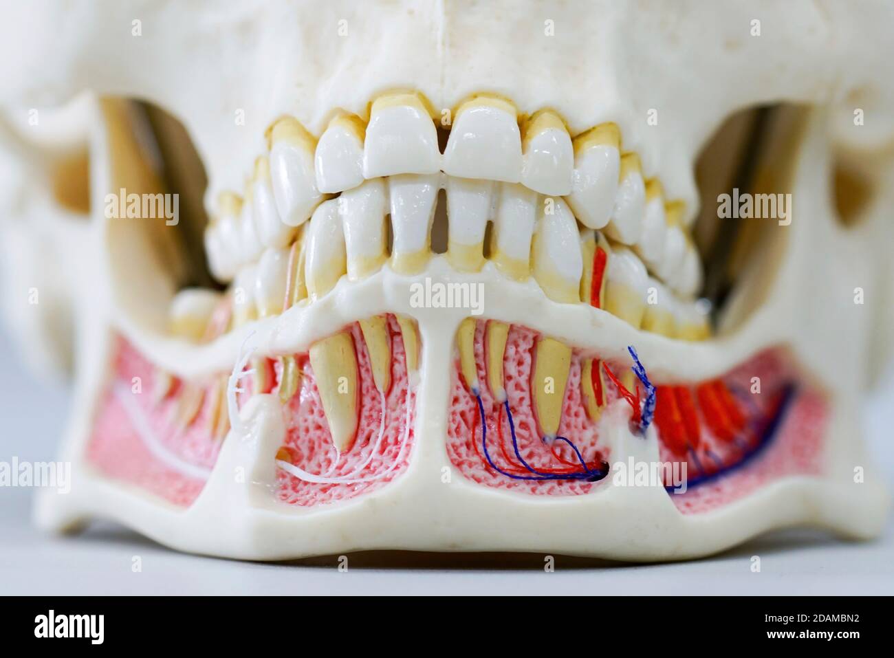 Human jaw anatomy model Stock Photo Biology Diagrams