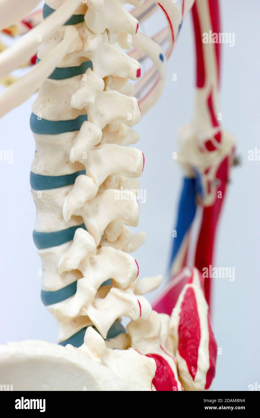 Human spine anatomy model Stock Photo