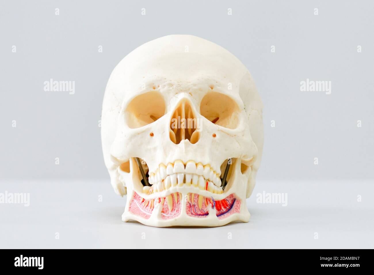 Human skull anatomy hi-res stock photography and images - Alamy
