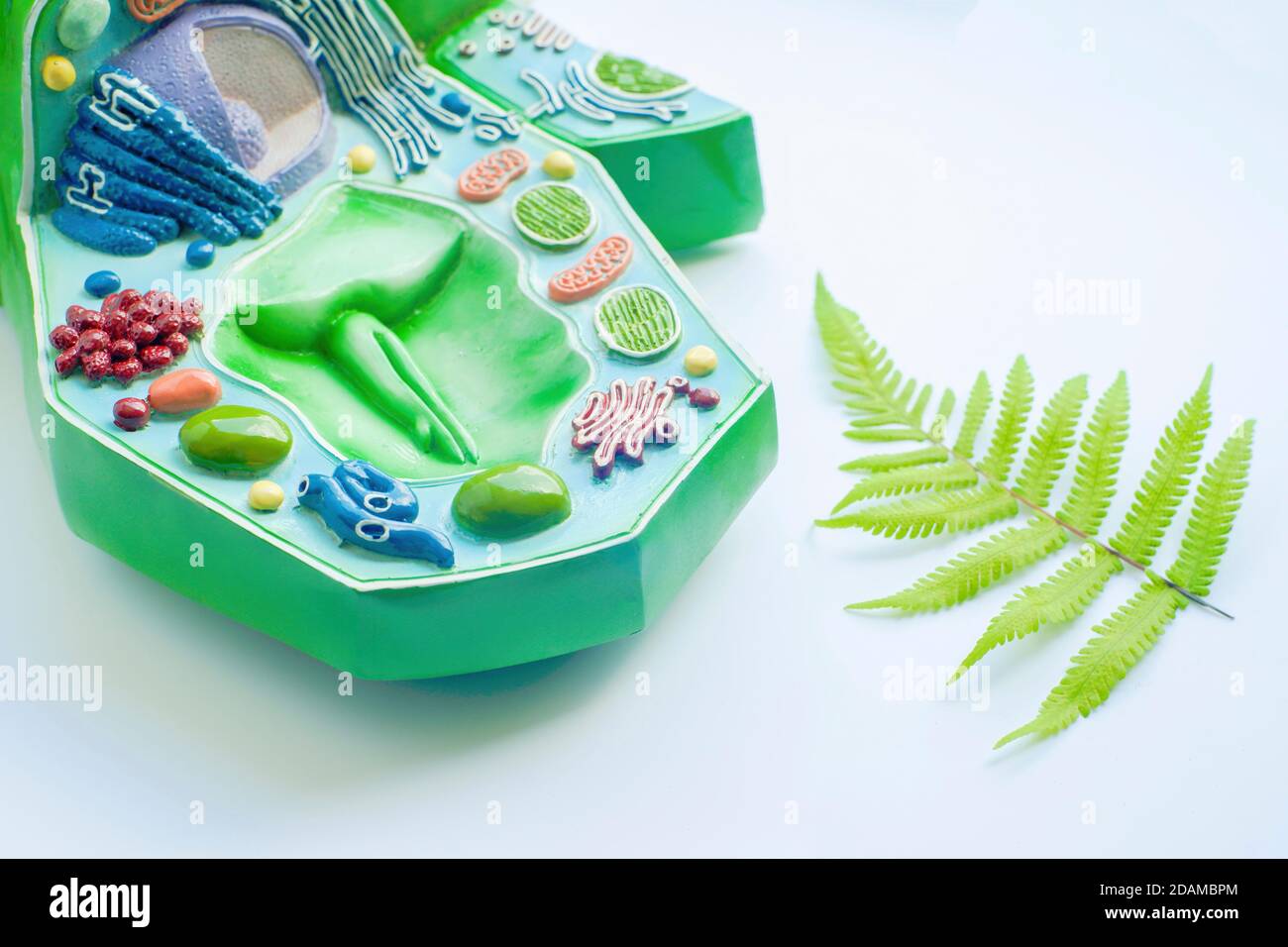 Plant cell model. Stock Photo