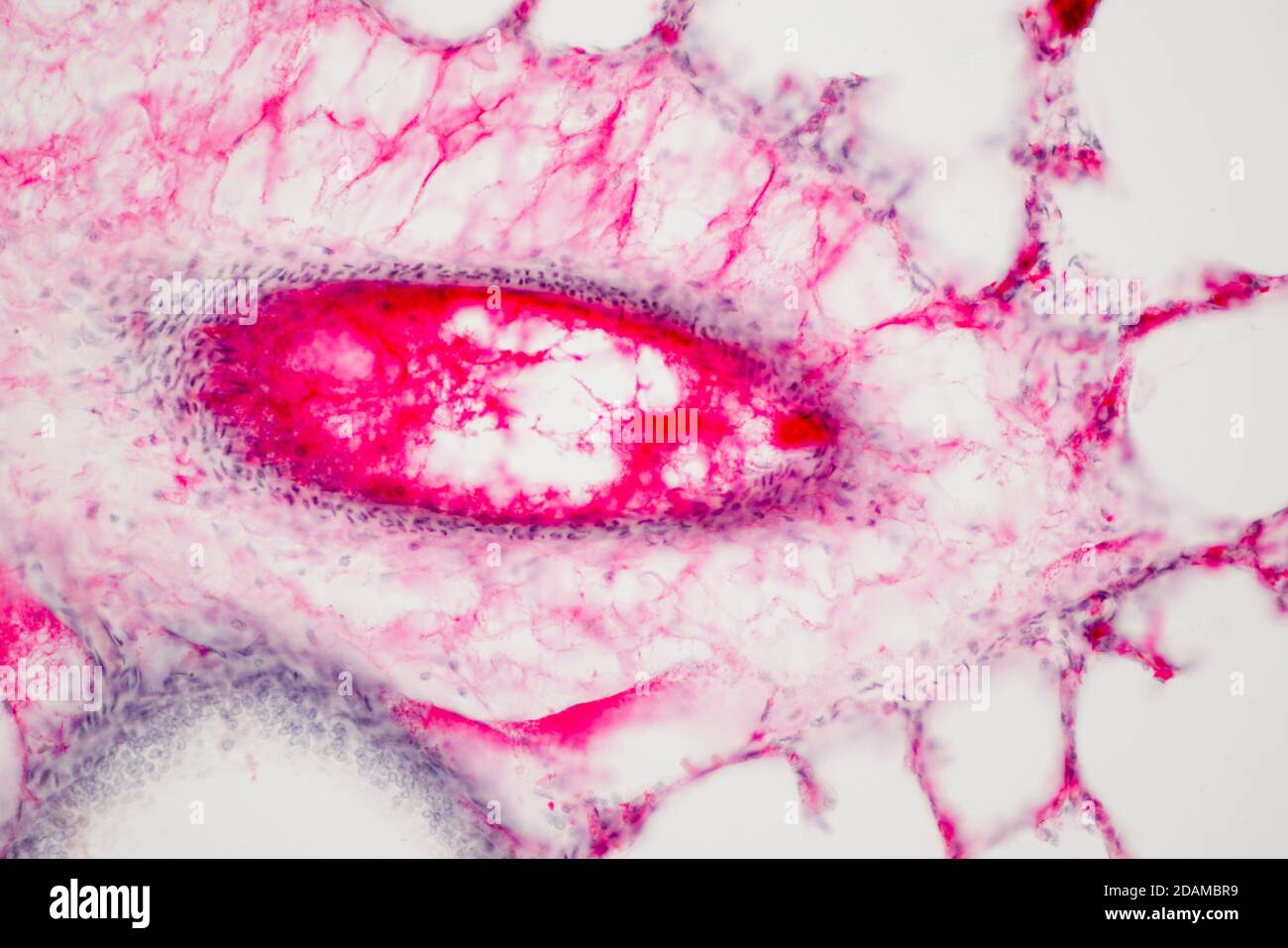 Human lung tissue, light micrograph. Lungs are the primary organs of the  respiratory system in humans and many other animals Stock Photo - Alamy