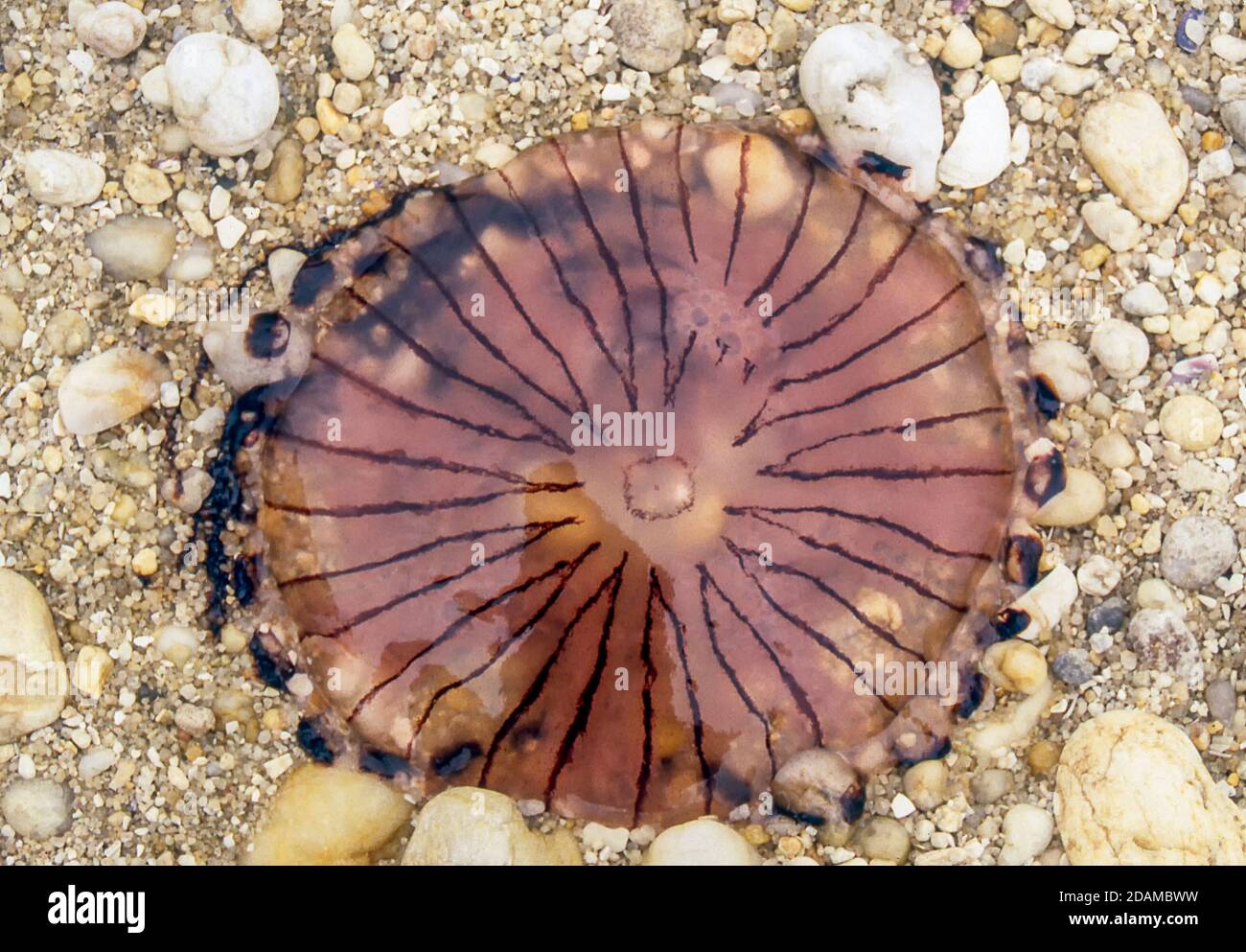 Spain. Jellyfish washed up on the beach Stock Photo