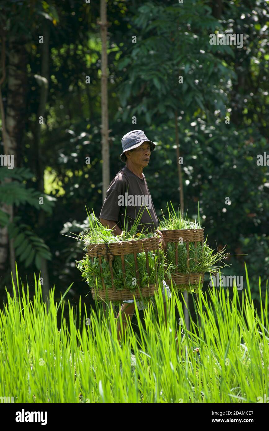 Man carrying rice paddy field hi-res stock photography and images - Alamy