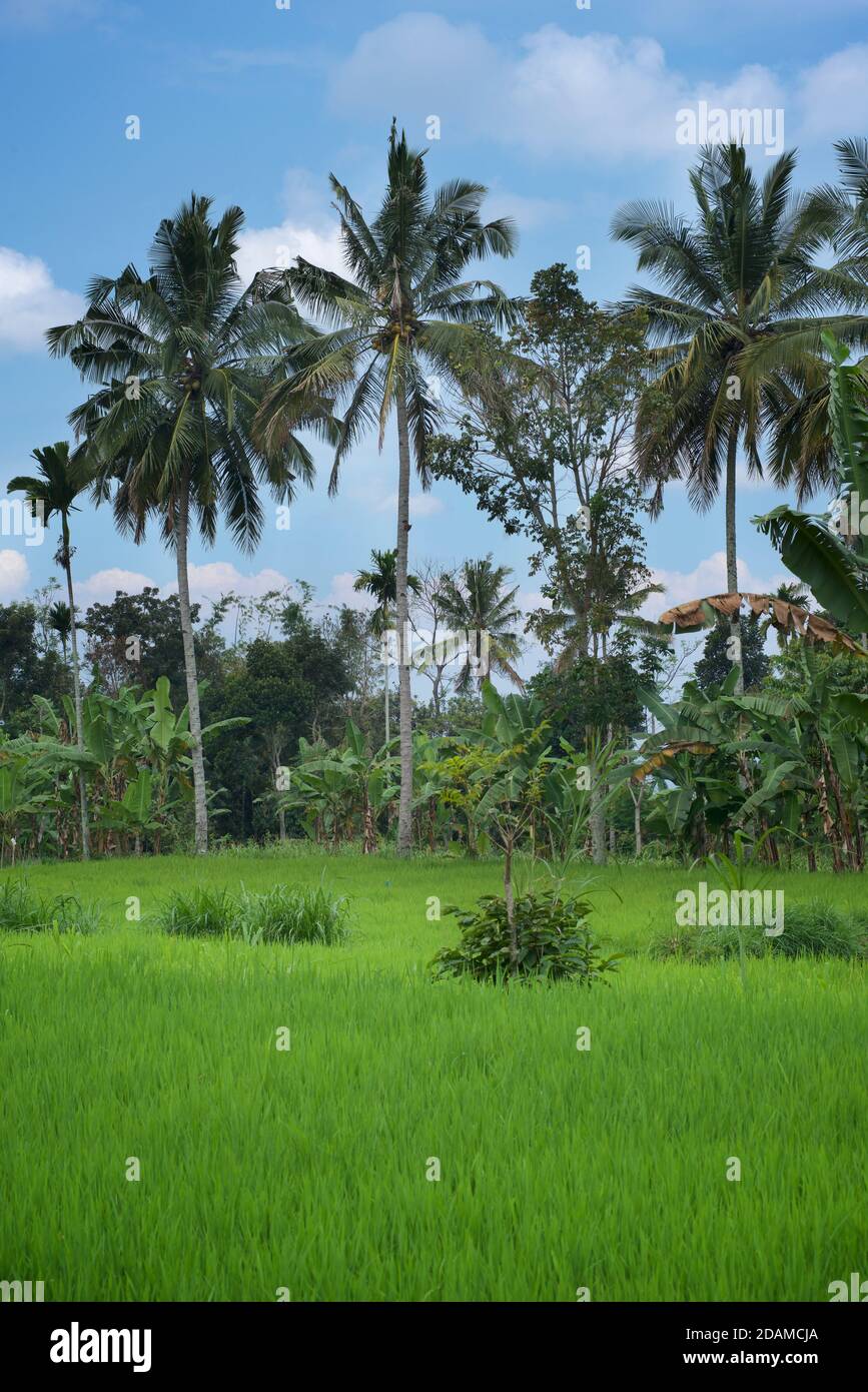 Rice agriculture. Young rice in a paddy field. Lombok, Indonesia Stock Photo