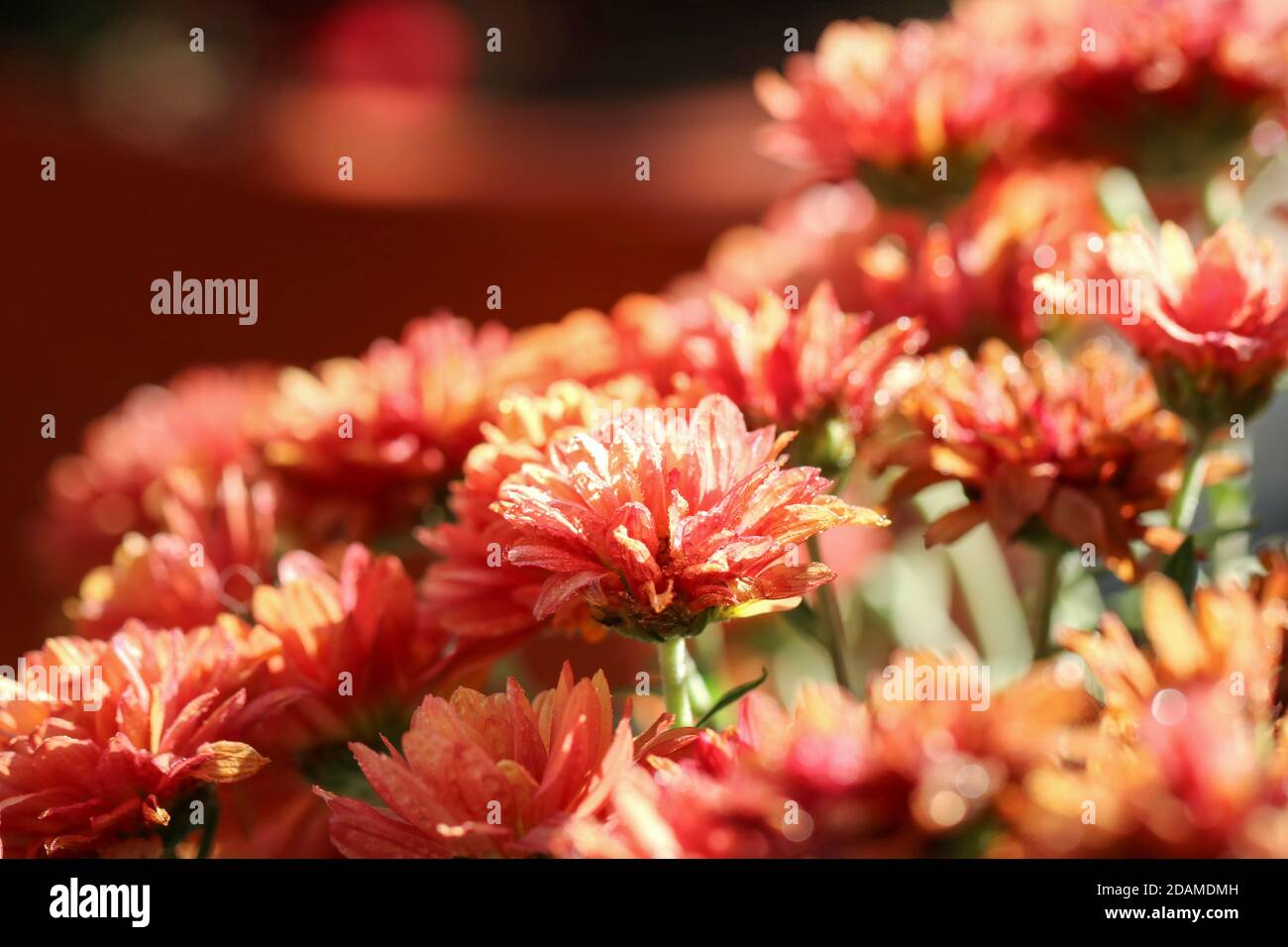 Autumn flowers in the sun Stock Photo