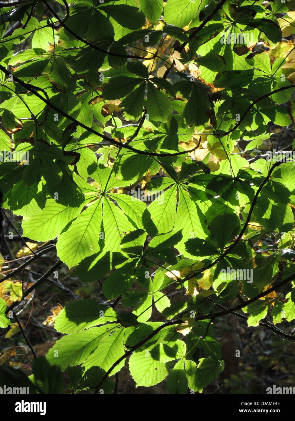 The sunlit leaves of a Horse Chestnut tree (Aesculus hippocastanum). Stock Photo