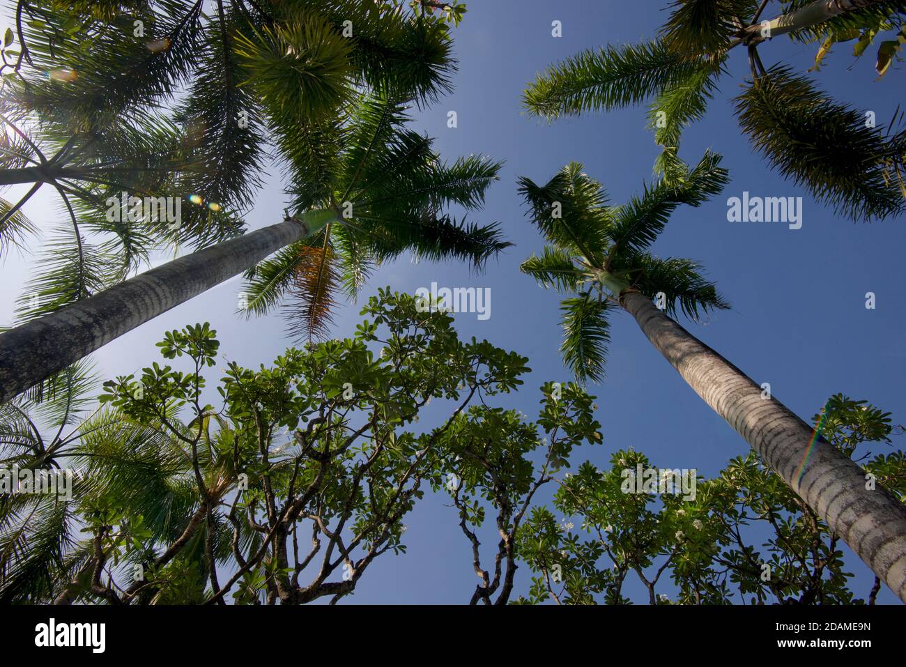 Canopy of palm trees hi-res stock photography and images - Alamy