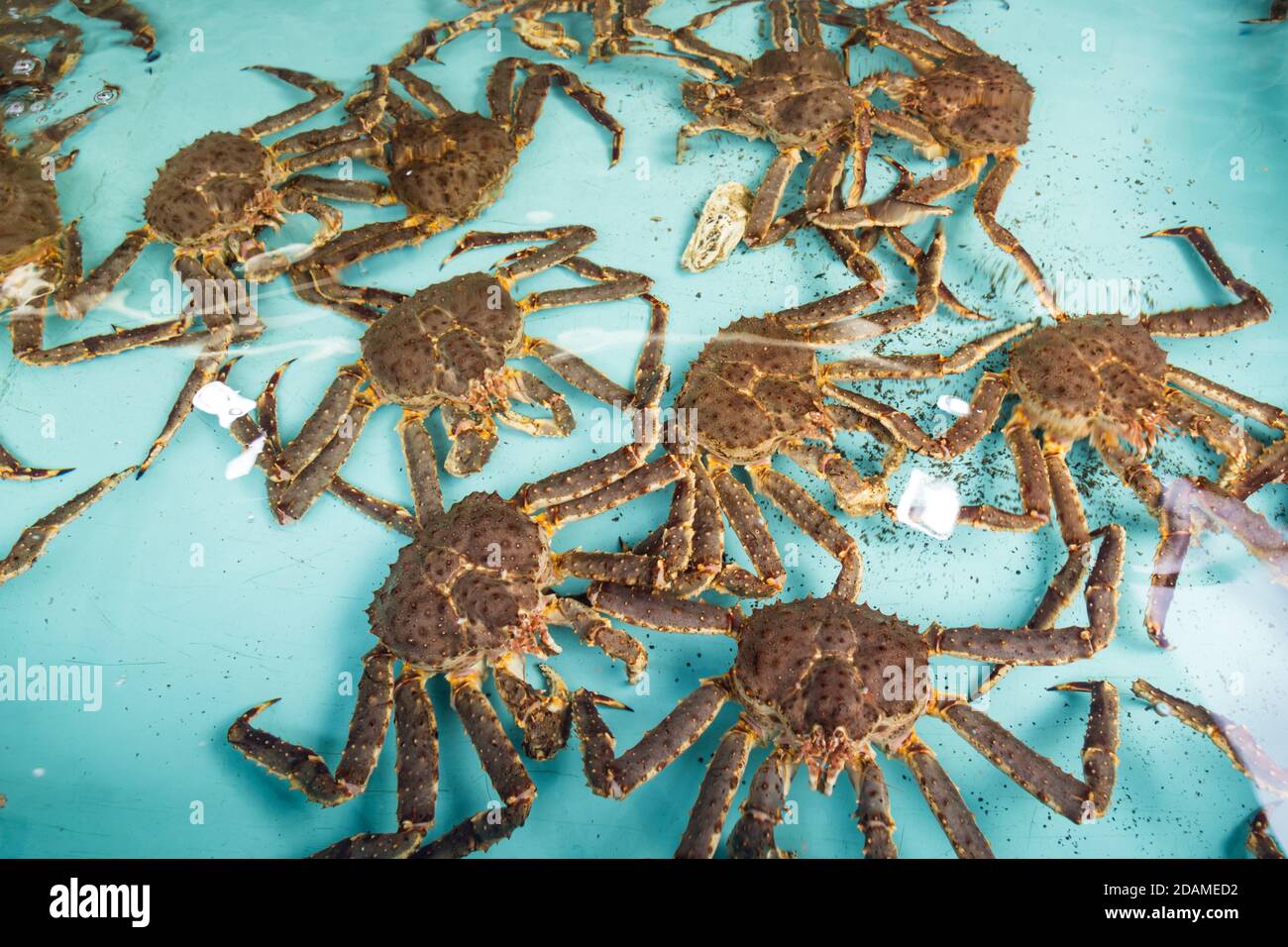 Live Japanese king crabs at retail market in Hokkaido, Japan Stock