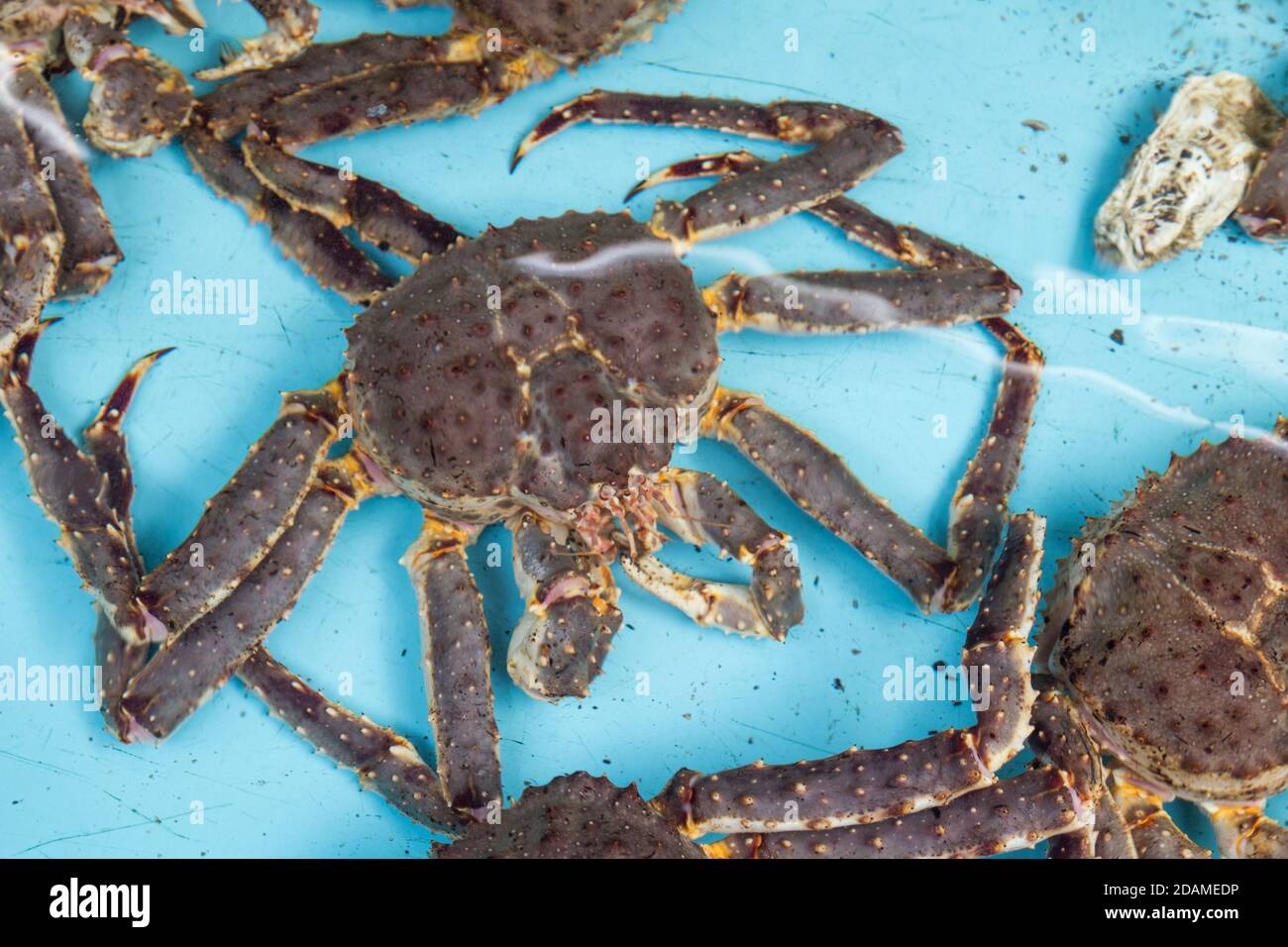 Live Japanese king crabs at retail market in Hokkaido, Japan Stock