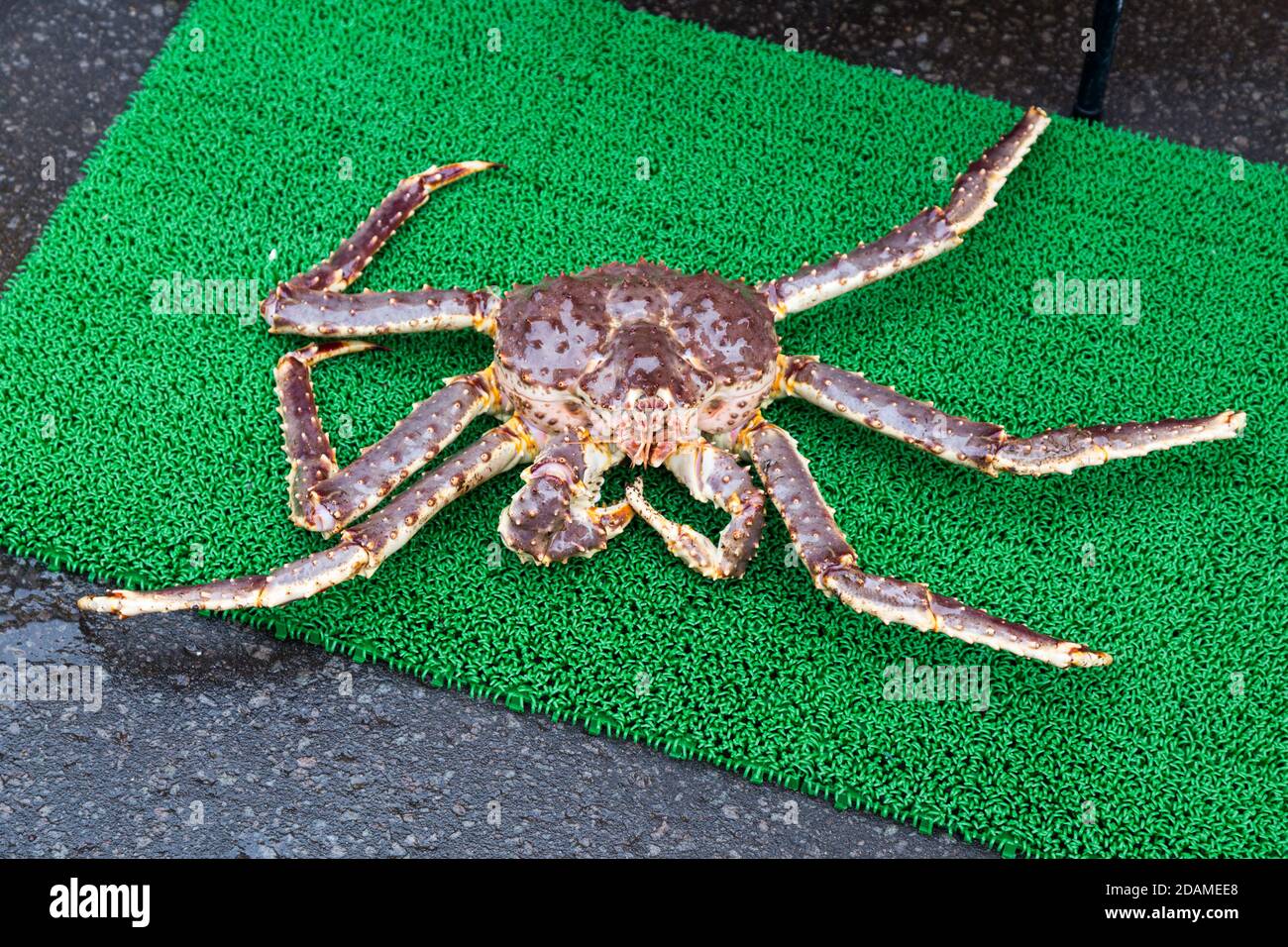 Live Japanese king crabs at retail market in Hokkaido, Japan Stock Photo