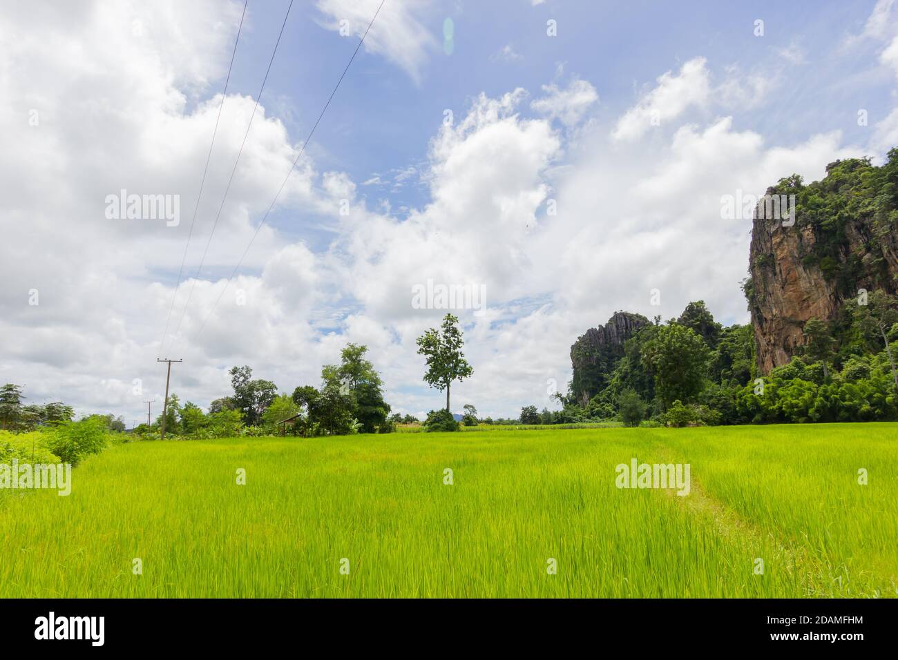 Big Tree In Rice Field High Resolution Stock Photography and Images - Alamy