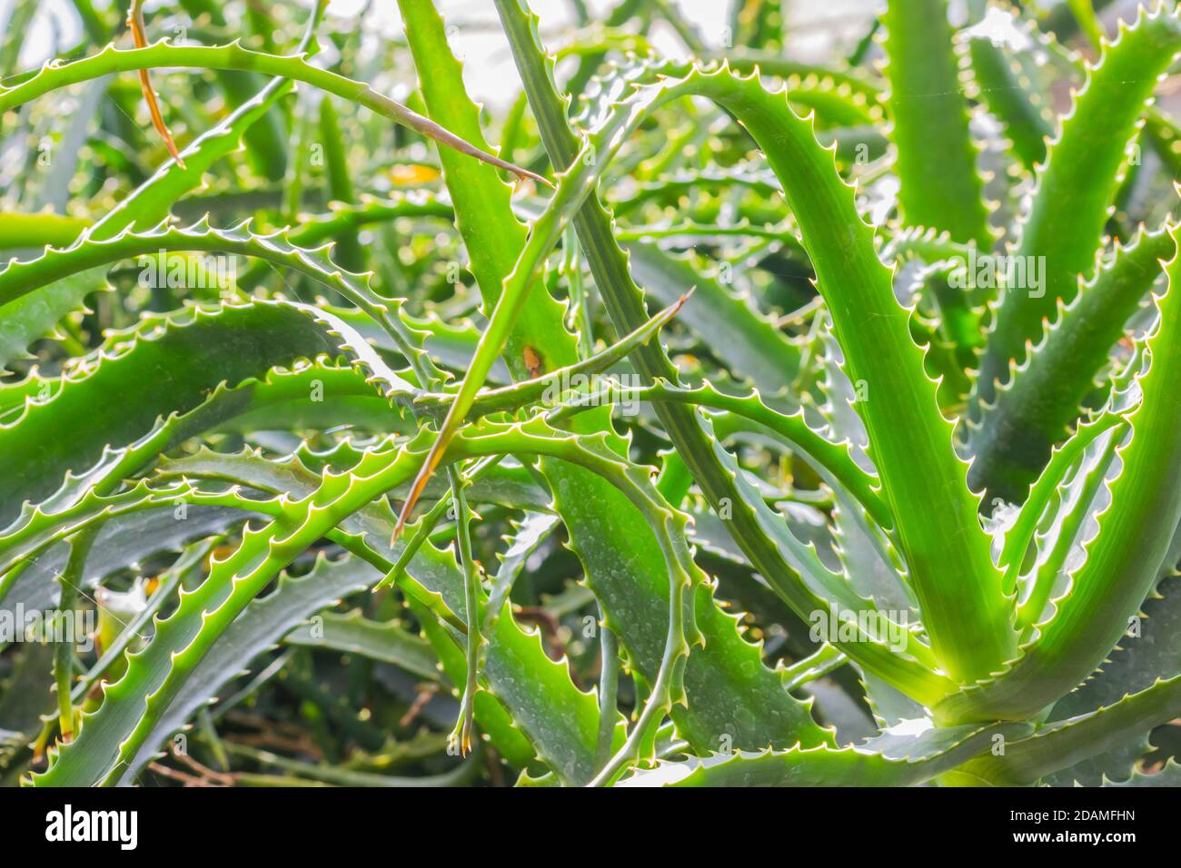 Close-up wild Aloe Vera plant in the garden, plant background. Stock Photo