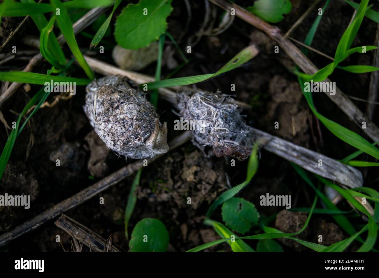 Owl pellet laying on the field, bird of prey pellets with fur and bones sticking out, indigested parts of animals eaten by olws, owl spit, vomit Stock Photo