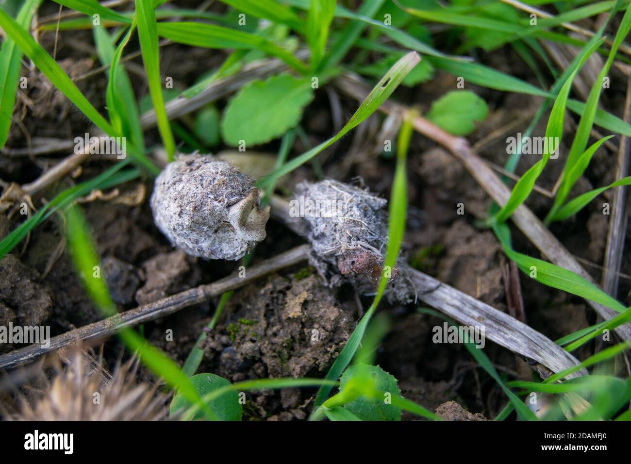 Owl pellet laying on the field, bird of prey pellets with fur and bones sticking out, indigested parts of animals eaten by olws, owl spit, vomit Stock Photo