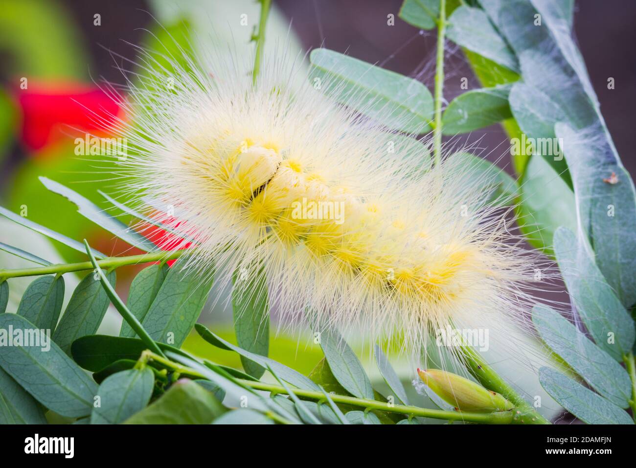 Bright yellow hairy caterpillar on tamarind leaves, soft focus Stock Photo