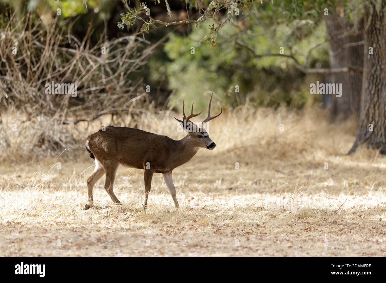 Black Buck Deer High Resolution Stock Photography and Images Alamy