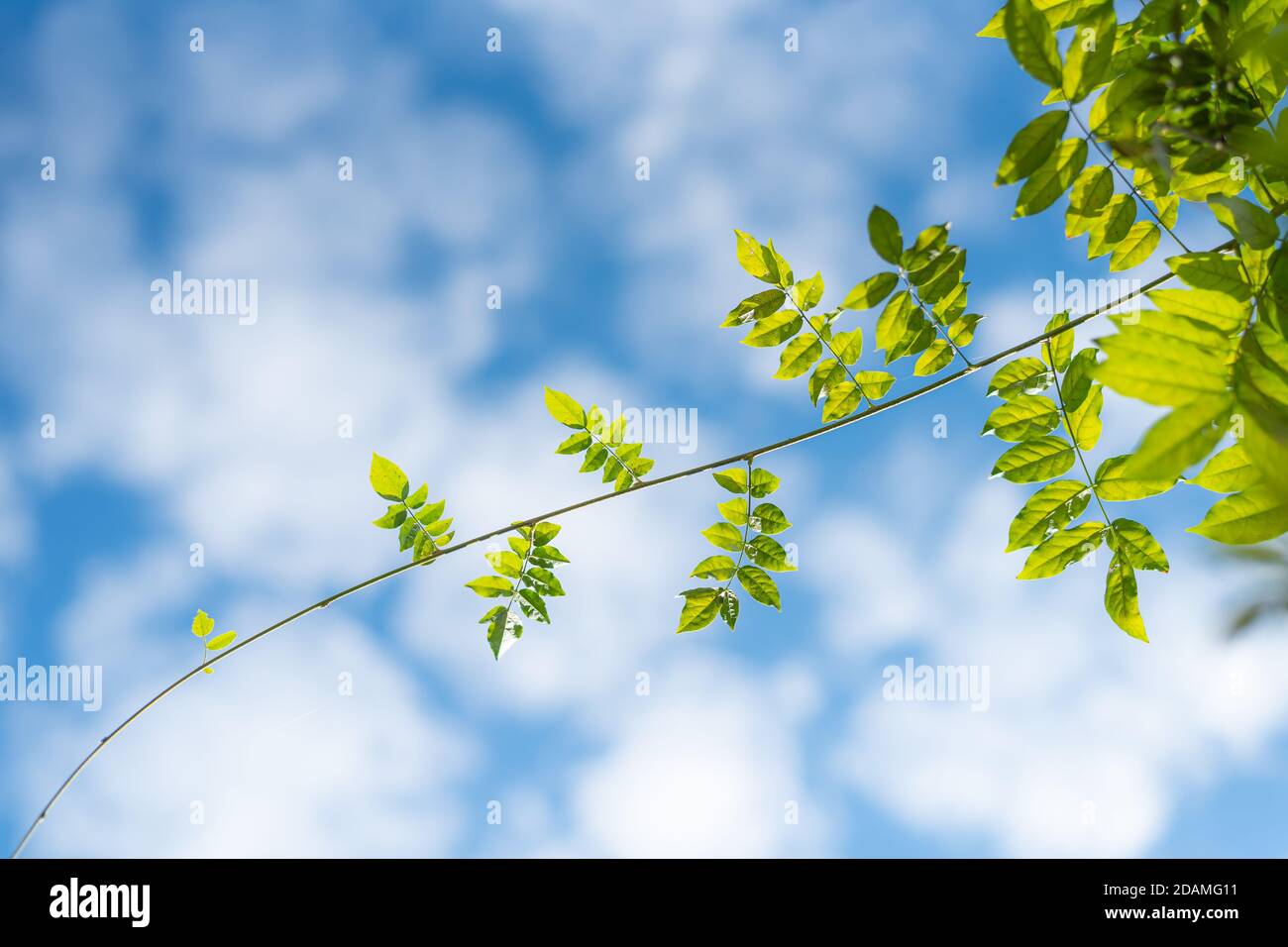 Green ivy leaves with blur blue sky background Stock Photo