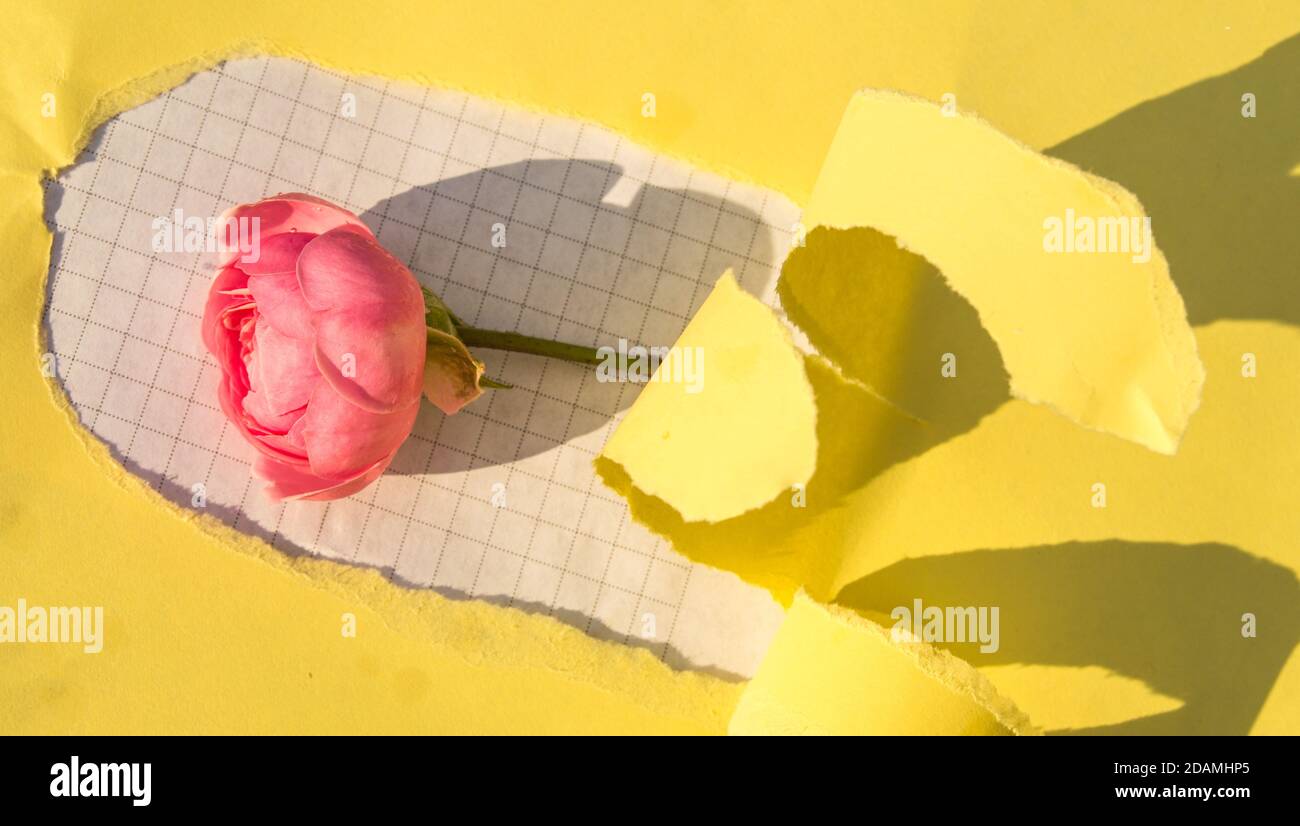 A hole made of torn yellow paper, a pink rose on a white checkered sheet. Creative design, hard shadow, bright light Stock Photo
