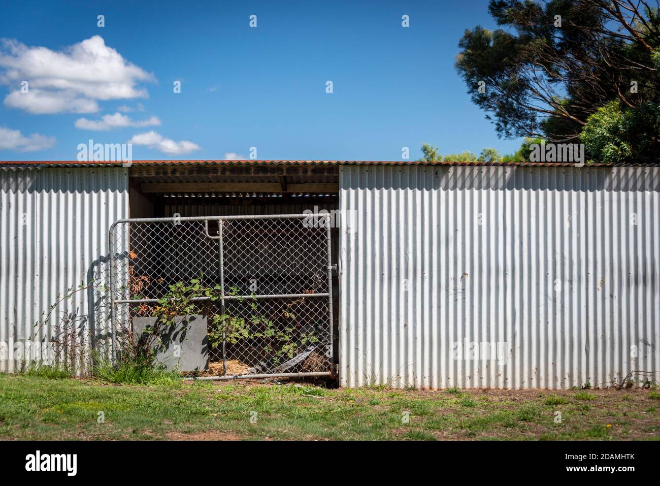 A silver corrugated shed with a tin roof and metal gate overgrown with vine against a blue sky with clouds Stock Photo