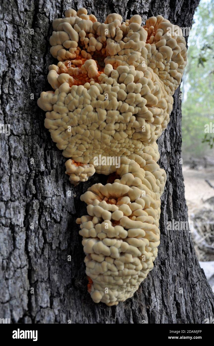 Edible 'Chicken of the woods' mushroom growing on an Oak tree Stock Photo -  Alamy