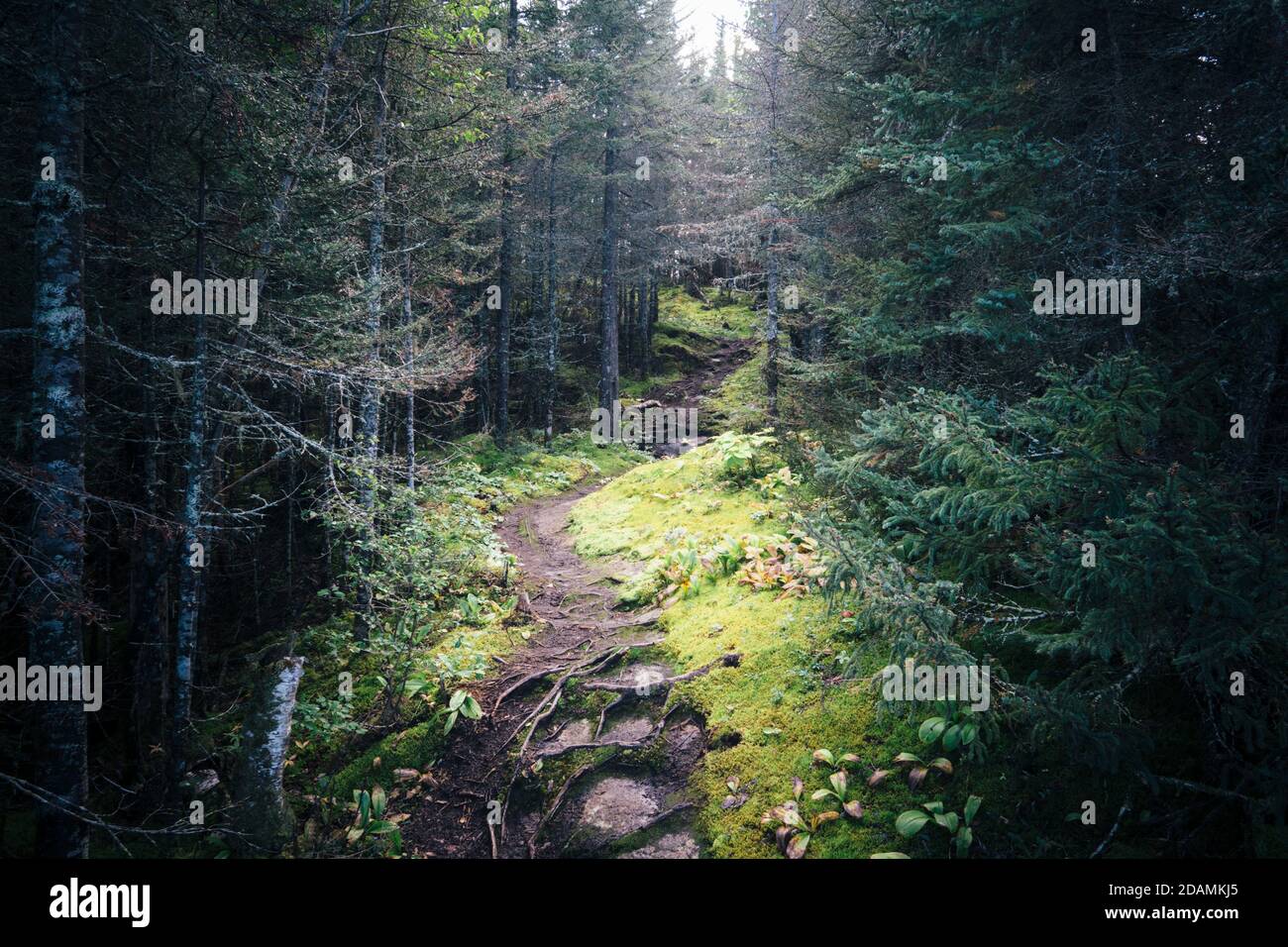 Rocky pathway surrounded by trees in a creepy and scary forest Stock Photo