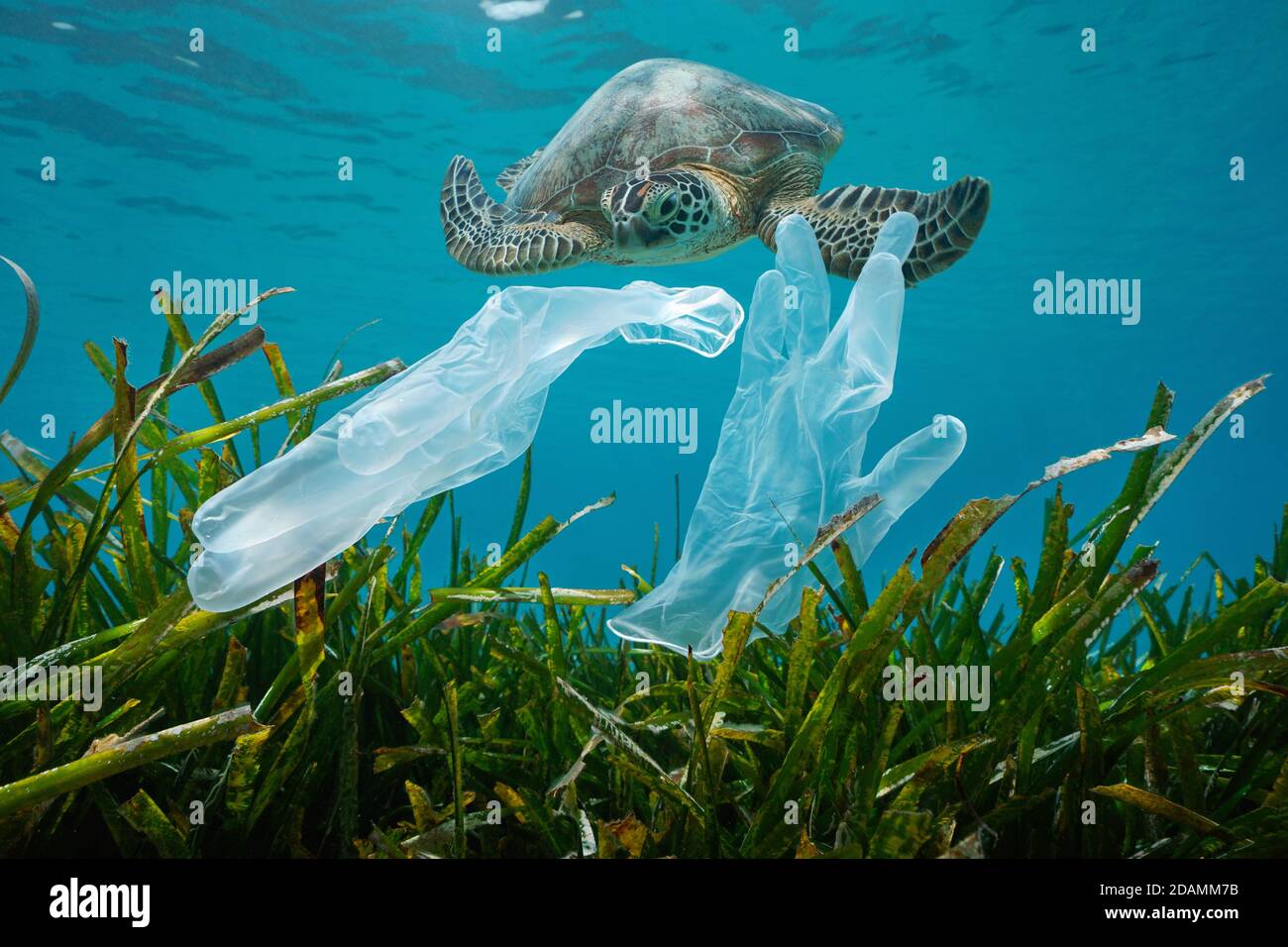 Plastic waste pollution in the ocean, disposable gloves with seagrass and a sea turtle underwater Stock Photo