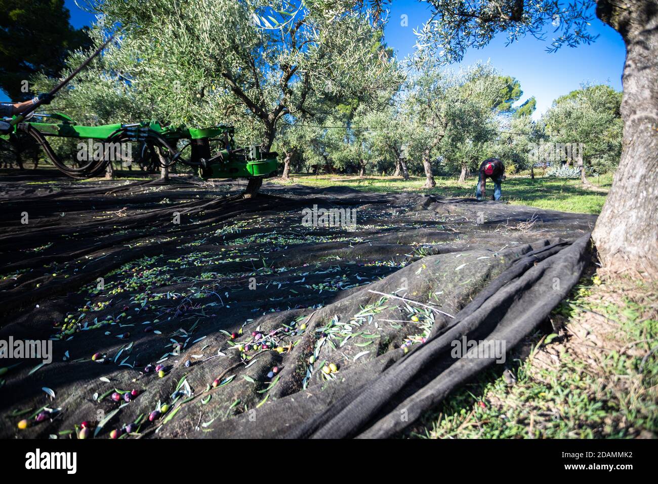 Olive oil factory italy hires stock photography and images Alamy