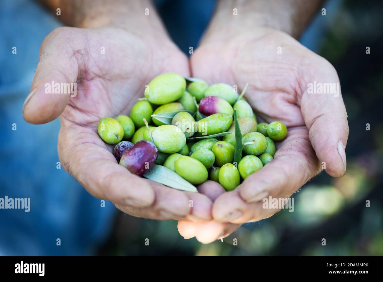 Green olives in hand Stock Photo Alamy